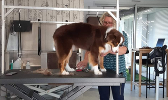 chien soin toilettage sonia bretignolles sur mer 3_resultat chien soin toilettage sonia bretignolles sur mer 3_resultat