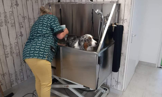 chien soin toilettage sonia bretignolles sur mer 4_resultat