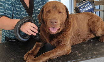 chien soin toilettage sonia bretignolles sur mer_resultat chien soin toilettage sonia bretignolles sur mer_resultat