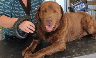 chien soin toilettage sonia bretignolles sur mer_resultat